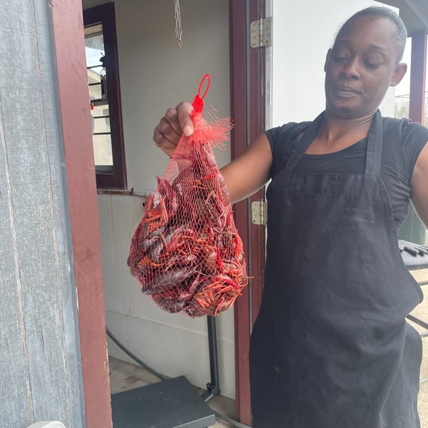 A woman in a black apron holds up a red mesh bag filled with live crawfish.